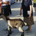 Caricamento in corso...