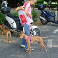 Caricamento in corso...